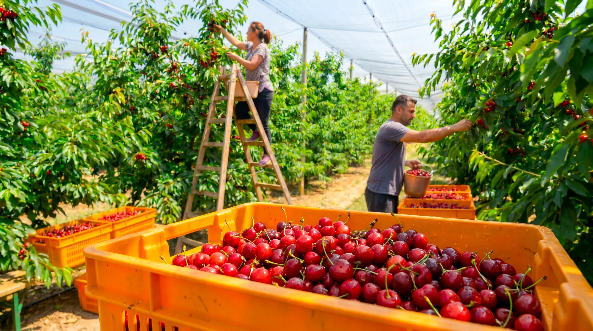 Cherry Harvest Crate